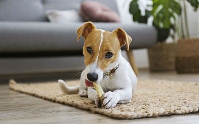 What We Can Learn From D2C Brands Like Chewy